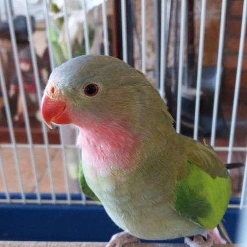 Perruche princesse de gale