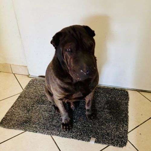 Shar pei plein d amour #0