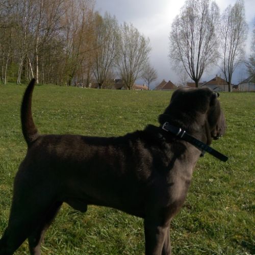 Shar pei plein d amour #2