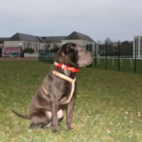 Shar pei plein d amour #3