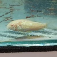 Corydoras albinos