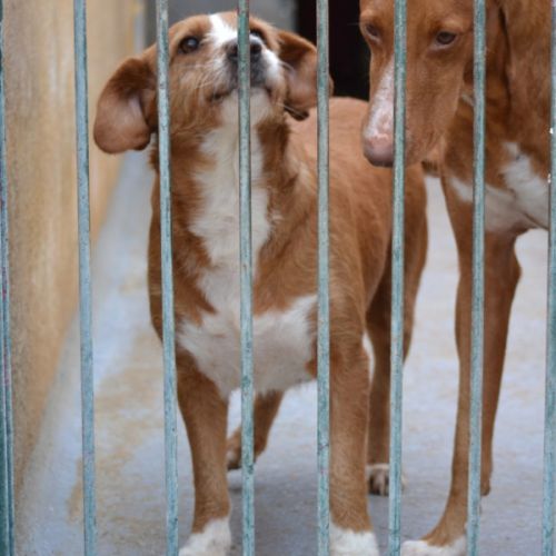 Raya, 9 ans – cherche une vraie famille pour la vi #5