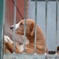 Raya, 9 ans – cherche une vraie famille pour la vi #1