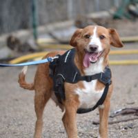 Raya, 9 ans – cherche une vraie famille pour la vi #0