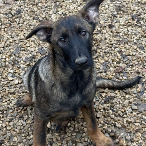 Chiots malinois lof #2