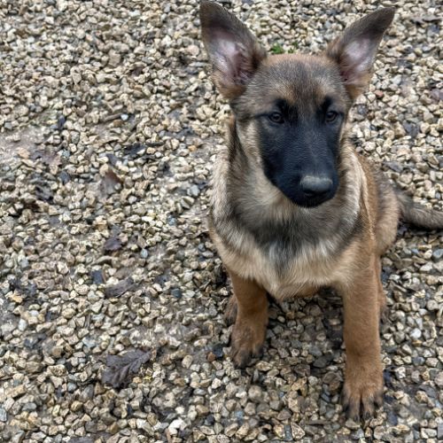 Chiots malinois lof #5