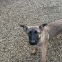 Chiots malinois lof #6