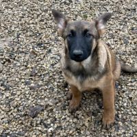 Chiots malinois lof #3