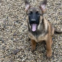 Chiots malinois lof #4