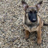 Chiots malinois lof #5