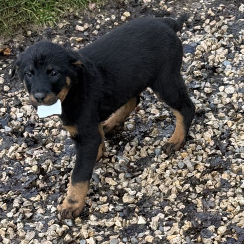 Chiots beaucerons (berger de beauce) lof #1
