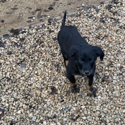 Chiots beaucerons (berger de beauce) lof #2