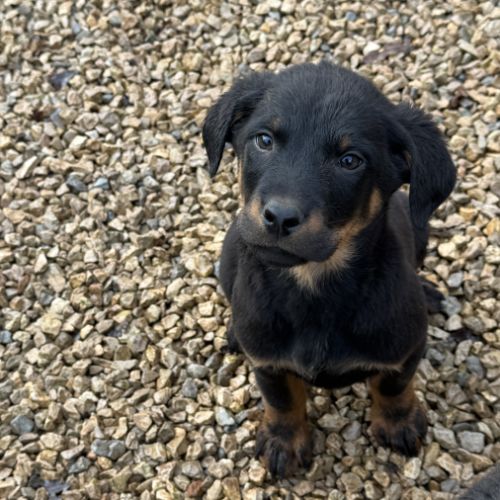 Chiots beaucerons (berger de beauce) lof #3
