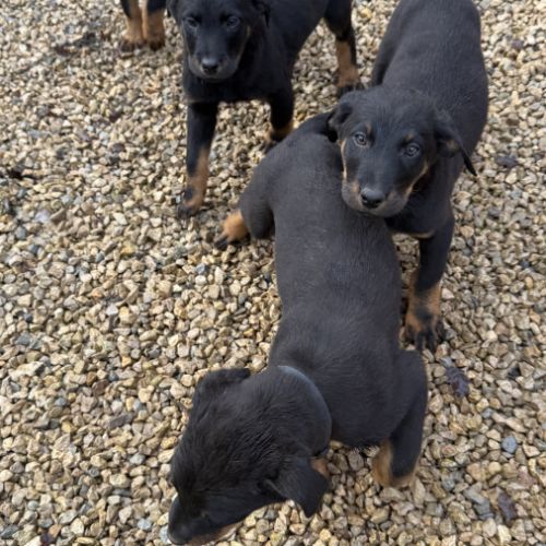 Chiots beaucerons (berger de beauce) lof #5