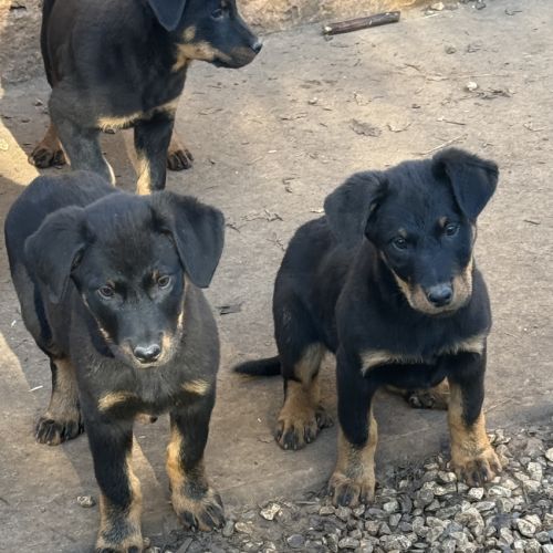 Chiots beaucerons (berger de beauce) lof #8