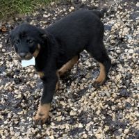 Chiots beaucerons (berger de beauce) lof #1