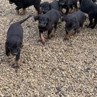 Chiots beaucerons (berger de beauce) lof
