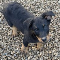 Chiots beaucerons (berger de beauce) lof #6