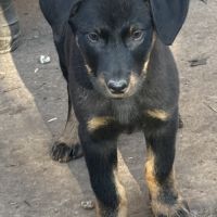 Chiots beaucerons (berger de beauce) lof #7