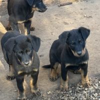 Chiots beaucerons (berger de beauce) lof #8