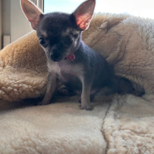 Magnifiques chiots bleus. type chihuahua non lof
