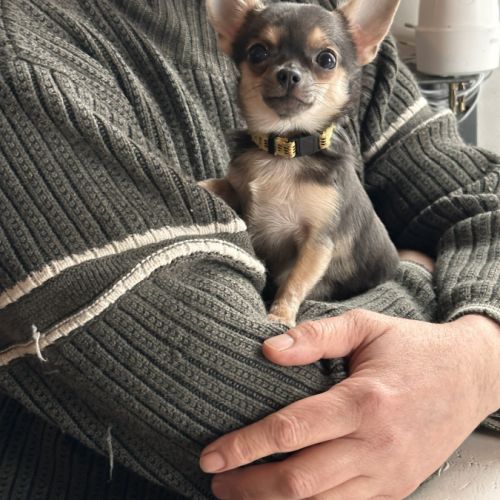 Magnifiques chiots bleus. type chihuahua non lof #3