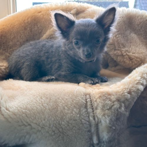 Magnifiques chiots bleus. type chihuahua non lof #3