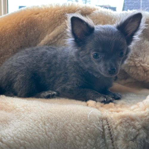 Magnifiques chiots bleus. type chihuahua non lof #4