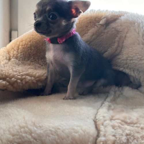 Magnifiques chiots bleus. type chihuahua non lof #5