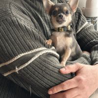 Magnifiques chiots bleus. type chihuahua non lof #1