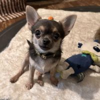 Magnifiques chiots bleus. type chihuahua non lof #2