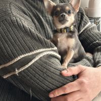 Magnifiques chiots bleus. type chihuahua non lof #0