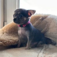 Magnifiques chiots bleus. type chihuahua non lof #2