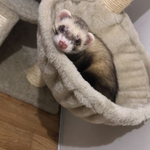 Furet à vendre