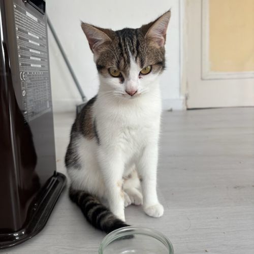 Paluche-adorable junior fiv+ #3