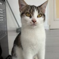 Paluche-adorable junior fiv+ #1