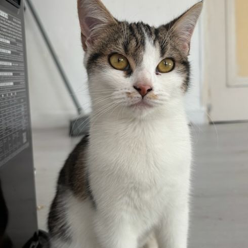 Adorable junior fiv+ : paluche #0