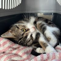 Piwi-junior timide fiv+ #0