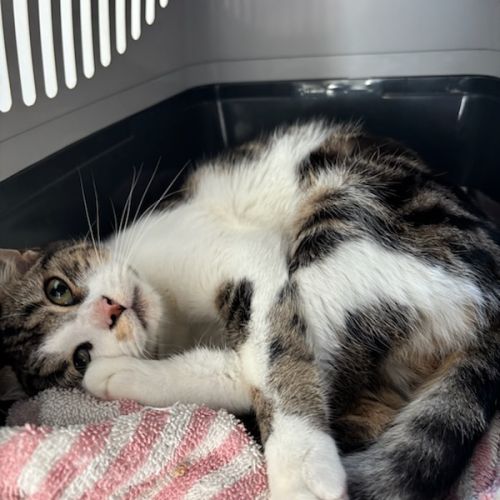 Junior timide fiv+ : piwi #1