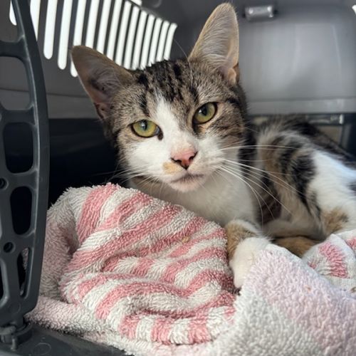 Junior timide fiv+ : piwi #0