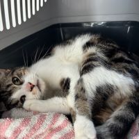 Junior timide fiv+ : piwi #1