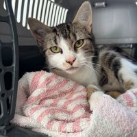 Junior timide fiv+ : piwi