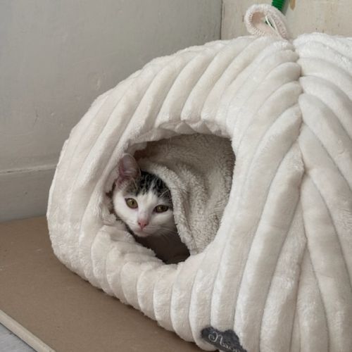 Pudding-adorable junior fiv+ #1