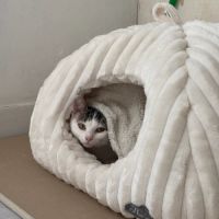 Pudding-adorable junior fiv+ #1