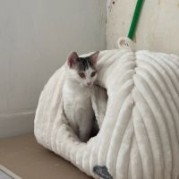 Pudding-adorable junior fiv+ #2