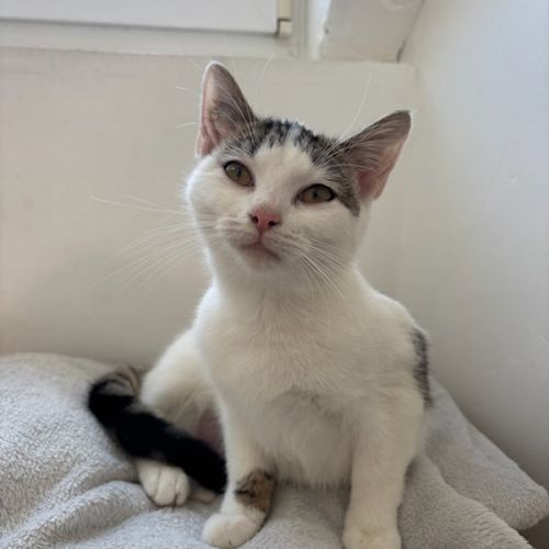 Adorable junior fiv+ : pudding #3