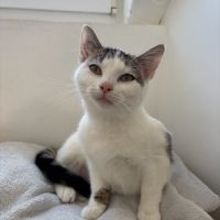 Adorable junior fiv+ : pudding #3