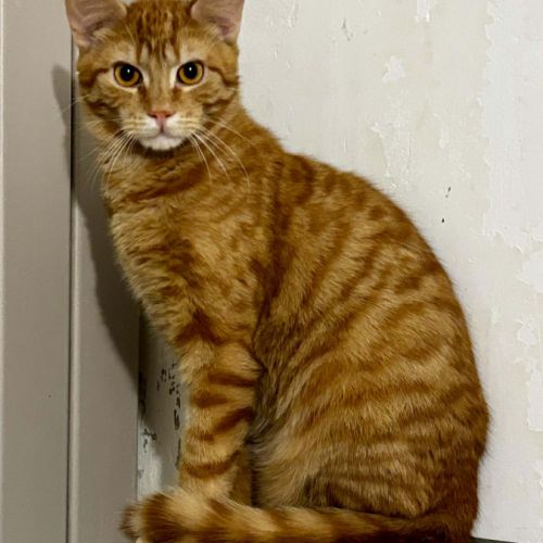 Arome - junior timide