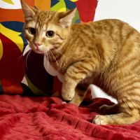 Arome - junior timide #2