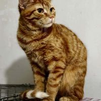 Arome - junior timide #3